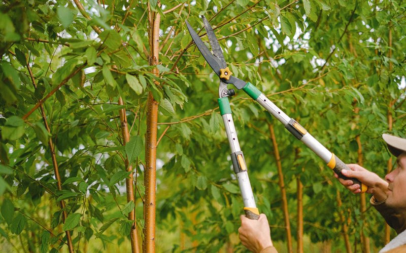Tree trimming in Minetto, NY